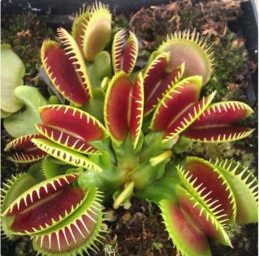 Venus Fly Trap Plant in Brentwood Bay, BC | PETALS N BUDS BRENTWOOD BAY FLORIST Venus Fly Trap Plant in Brentwood Bay, BC | PETALS N BUDS BRENTWOOD BAY FLORIST