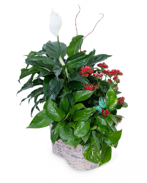 Verdant Basket Plant in Nevada, IA | Flower Bed Verdant Basket Plant in Nevada, IA | Flower Bed