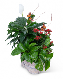 Verdant Basket with Butterflies Plant