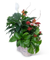 Verdant Basket with Butterflies Plant