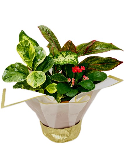 Verdant Charm” Live plant