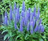Veronica Plant Colors may vary