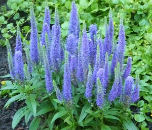 Veronica Plant Colors may vary