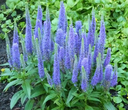 Veronica Plant Colors may vary