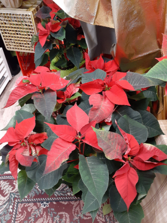 very large Poinsettia