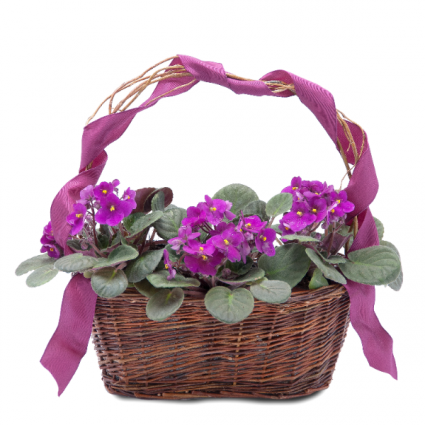 Very Violet Basket Arrangement