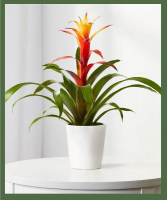 Vibrant Bromeliad 