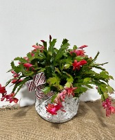 Vibrant Christmas Cactus in Pot 