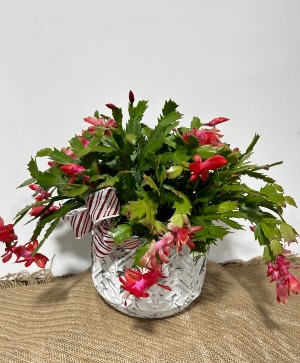 Vibrant Christmas Cactus in Pot 