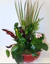 Vibrant Dish Garden 