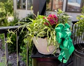 Vibrant Dish  Plant