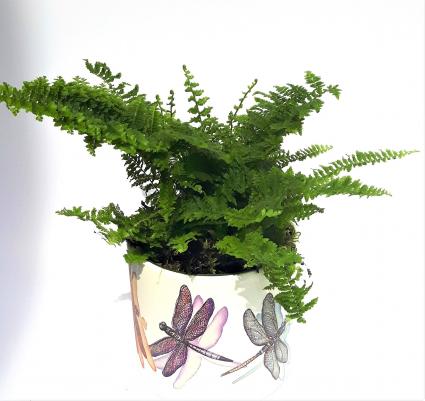 Vibrant ferns plant