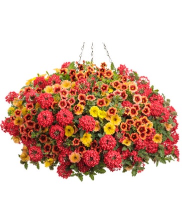 Blooming Hanging Basket - Joy  in Burns, OR | 4B Nursery And Floral