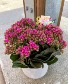 Vibrant Kalanchoe Indoor Plants