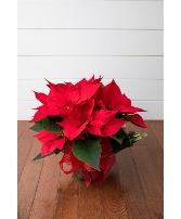 Vibrant Poinsettia Blooming Plant