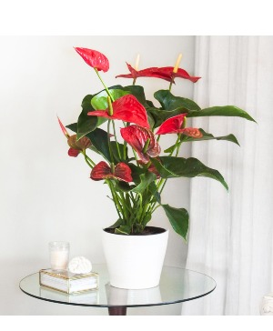 Vibrant Red Anthurium 