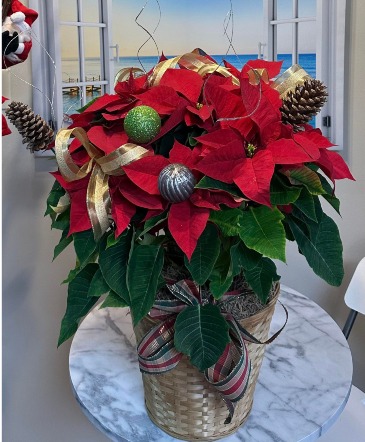 Vibrant Red Poinsettia  in Sugar Land, TX | BOUQUET FLORIST