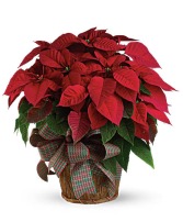 Vibrant Red poinsettia  