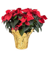 Vibrant Red Poinsettia Flowering Plant