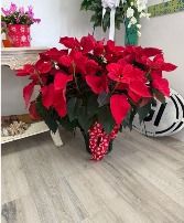 Vibrant Red Poinsettia 