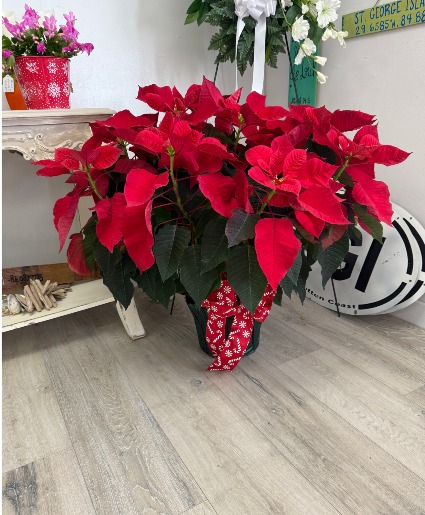 Vibrant Red Poinsettia 