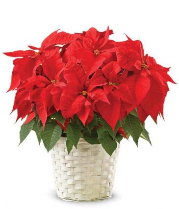 Vibrant Red Poinsettia Flowering Plant  in Tamarac, FL | Ellie Flowers and Gift Shop