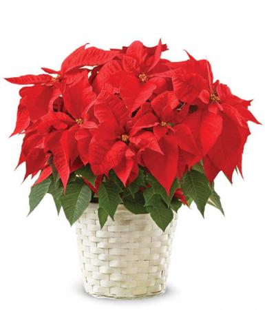 Vibrant Red Poinsettia Flowering Plant