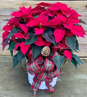 Vibrant Red Poinsettia Flowering Plant