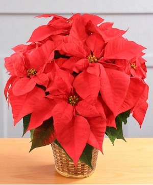 Vibrant Red Poinsettia Flowering Plant