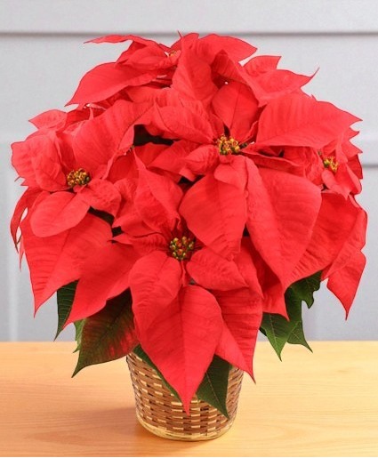 Vibrant Red Poinsettia Flowering Plant
