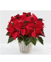 Vibrant Red Poinsettia Flowering Plant