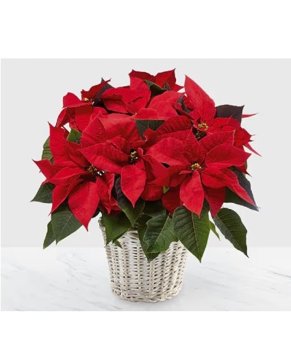 Vibrant Red Poinsettia Flowering Plant