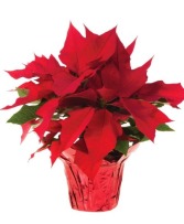 VIBRANT RED POINSETTIA FLOWERING PLANT Plant