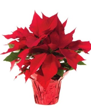 VIBRANT RED POINSETTIA FLOWERING PLANT Plant