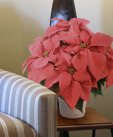 Vibrant Red Poinsettia Lifestyle Arrangement in Albany, NY | Ambiance Florals & Events