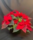 Vibrant Red Poinsettia  Plant 