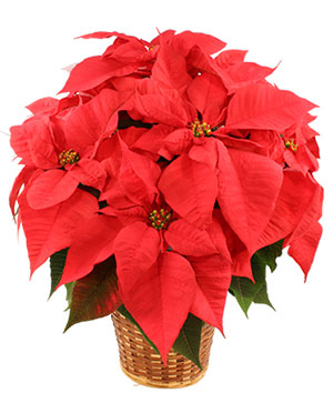 Vibrant Red Poinsettia Flowering Plant in East Providence, RI - P & J  FLORIST