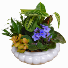 Victorian Dish Garden Plant