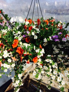 Victorian Hanging Basket available during the months May-July