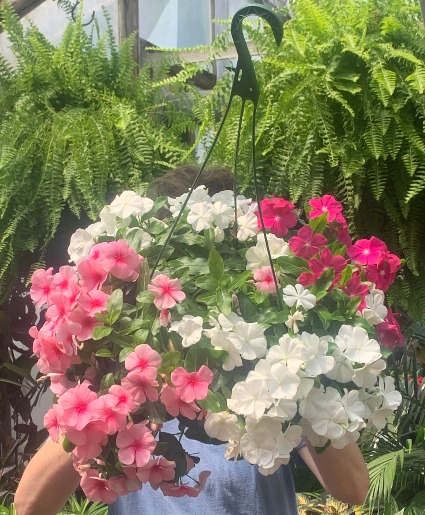 Vinca mixed Hanging Basket Hanging plant