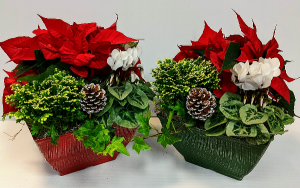 Beautiful Winter  Planters Plants