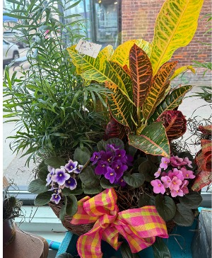 Violet and Plant Combo Dish Garden Plants