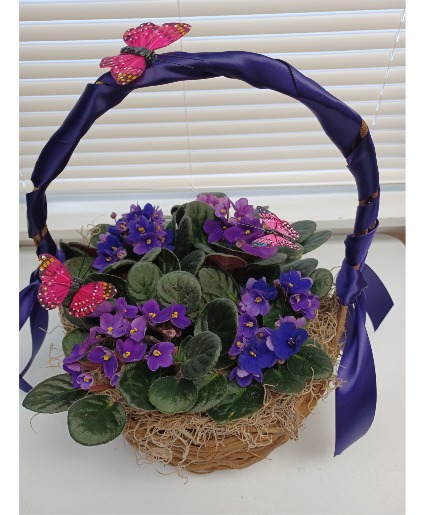 Violet Basket Plants
