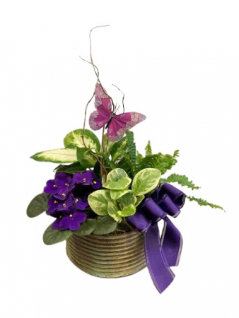 Violet Butterfly Garden African Violet Fern