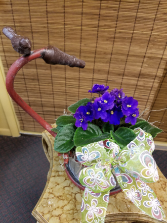 Violet Friend