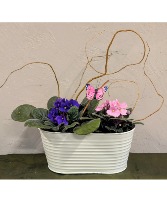 Violet Garden African violet in metal container 