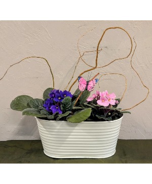 Violet Garden African violet in metal container 