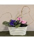 Violet Garden African violet in metal container 
