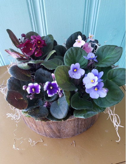 VIOLET GARDEN POTTED PLANTS