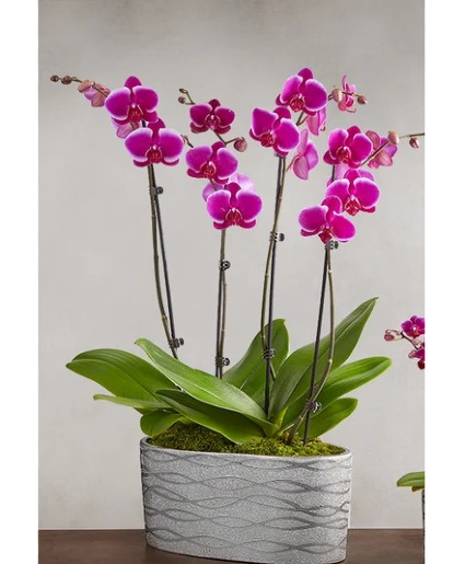 Violet Opulence Orchid  plant